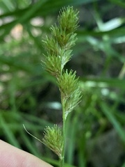 Carex albolutescens