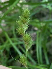 Carex albolutescens