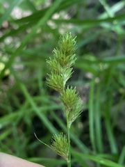Carex albolutescens
