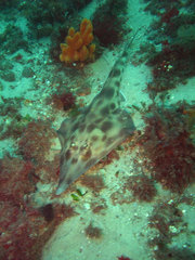 Aptychotrema rostrata