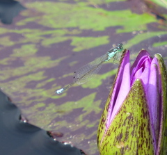 Ischnura damula