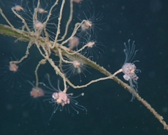 Ectopleura marina