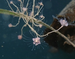 Ectopleura marina