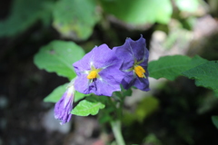 Solanum demissum