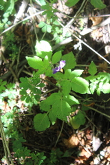 Solanum demissum