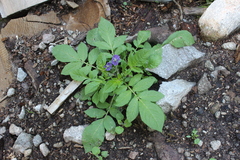 Solanum demissum