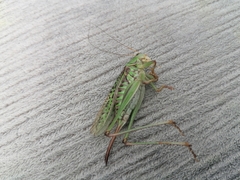 Gampsocleis sedakovii