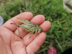 Gampsocleis sedakovii