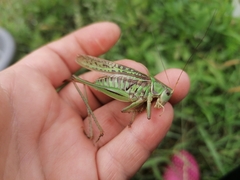 Gampsocleis sedakovii