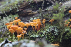 Xeromphalina campanella
