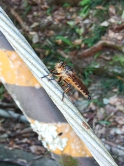Promachus yesonicus