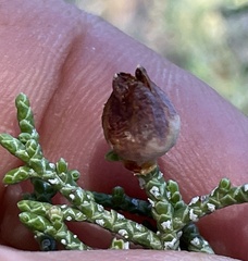 Walshomyia juniperina