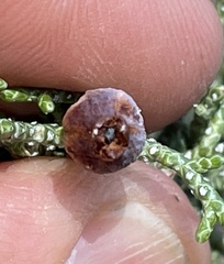 Walshomyia juniperina