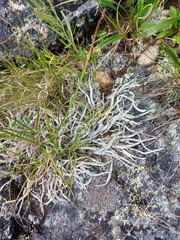 Thamnolia vermicularis