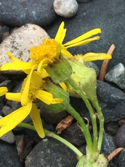 Senecio lugens