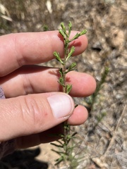 Deinandra pentactis