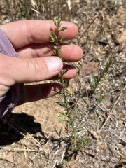 Deinandra pentactis