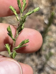 Deinandra pentactis
