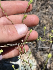 Deinandra pentactis