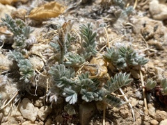 Oxytropis parryi
