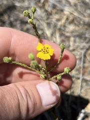 Deinandra pentactis