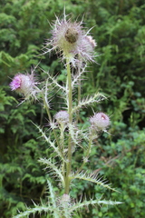 Cirsium jorullense