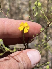 Deinandra pentactis