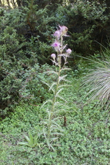 Cirsium jorullense