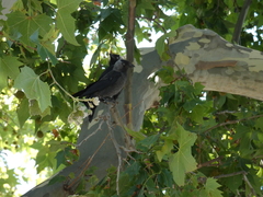 Corvus monedula