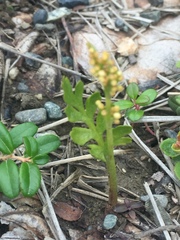 Botrychium alaskense