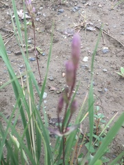 Gentianella propinqua