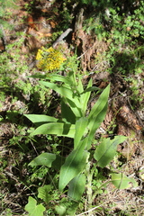 Senecio multidentatus