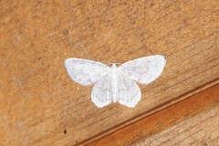 Hydrelia albifera