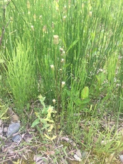 Erigeron lonchophyllus
