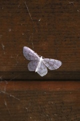 Hydrelia albifera