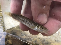 Fundulus catenatus
