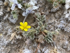 Potentilla pseudosericea