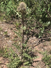 Cirsium osterhoutii