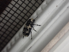 Euparius lugubris