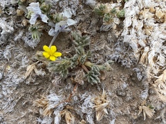 Potentilla pseudosericea