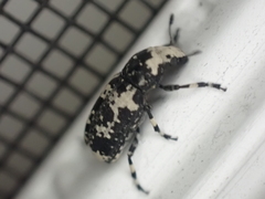 Euparius lugubris