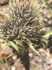 Cirsium osterhoutii