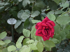 Rosa