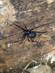 Latrodectus hesperus