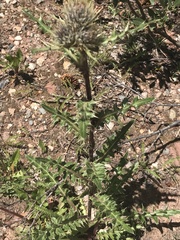 Cirsium osterhoutii