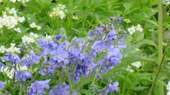 Polemonium acutiflorum