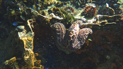 Uniophora granifera