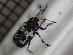 Euparius lugubris