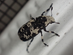 Euparius lugubris