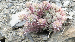 Hylotelephium cyaneum, photograph author not stated, no rights reserved